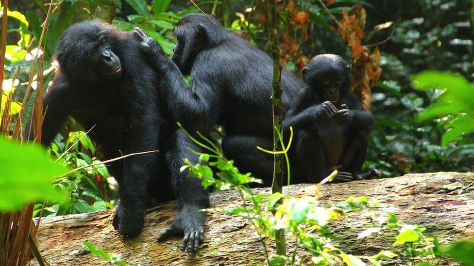 bonobo family perched on a log