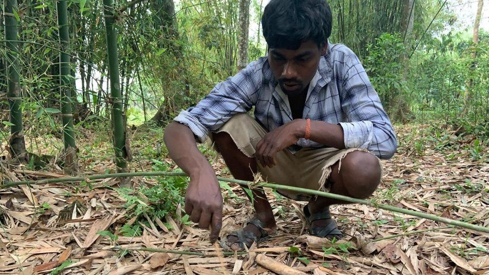 A villager looks for mushrooms in a forest in Assam
