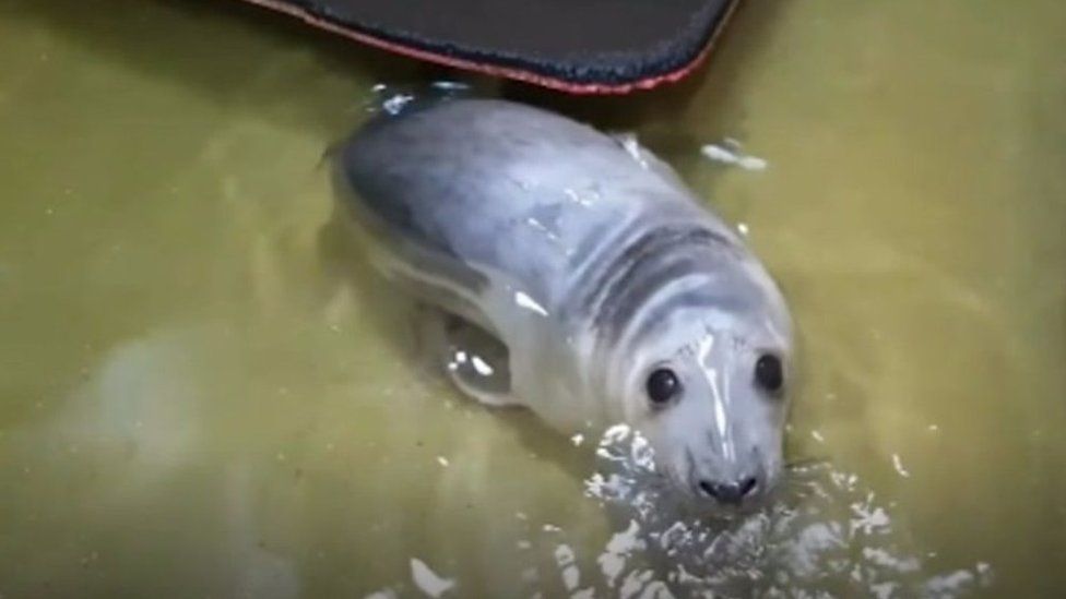Miracle the seal - renamed Marina by rescuers