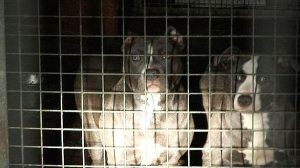 Pitbull terriers seized in 2007