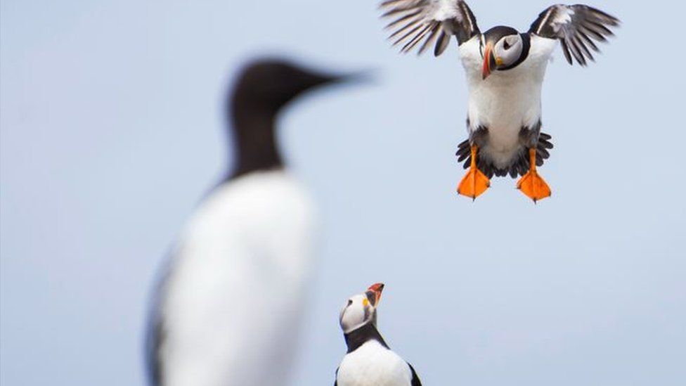 Puffin flying with a puffin and another bird looking on