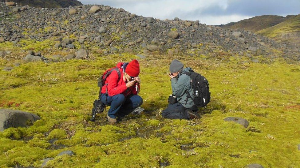 Early plants would have looked much like this lava field in Iceland