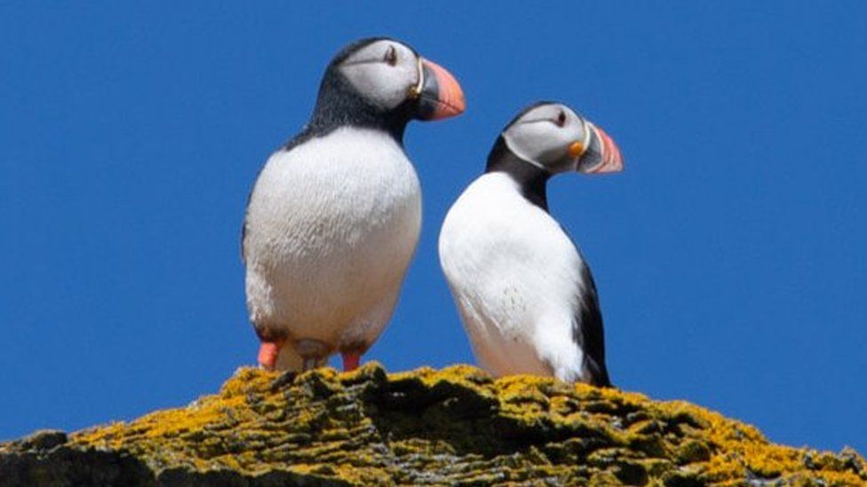 A puffin standing next to a decoy puffin