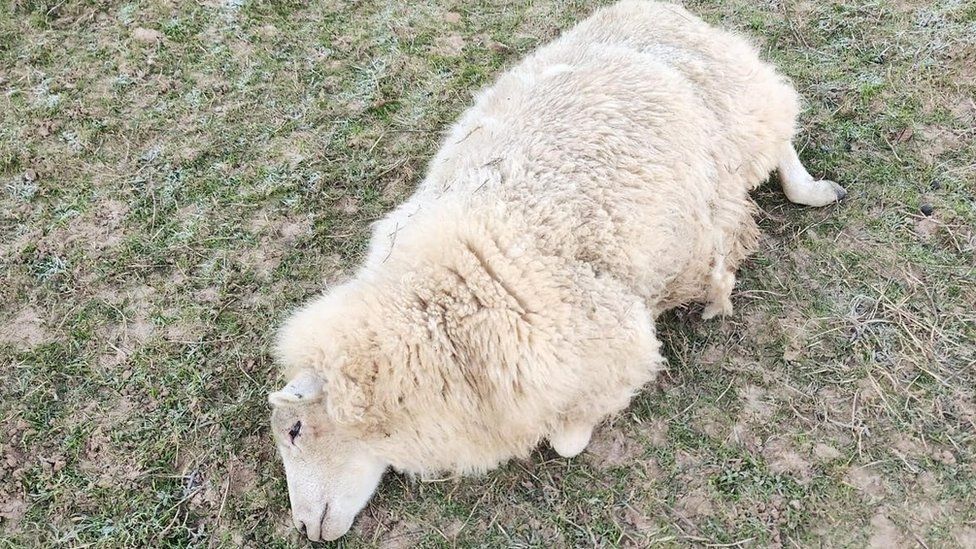 A lamb lies on the grass