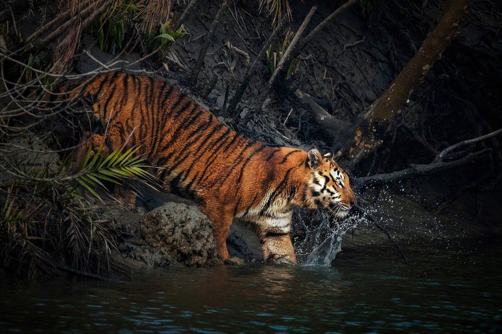 A tiger steps into water from the edge of a mangrove forest