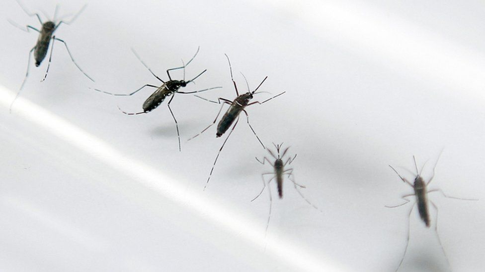 Mexico to get world's first dengue fever vaccine BBC News