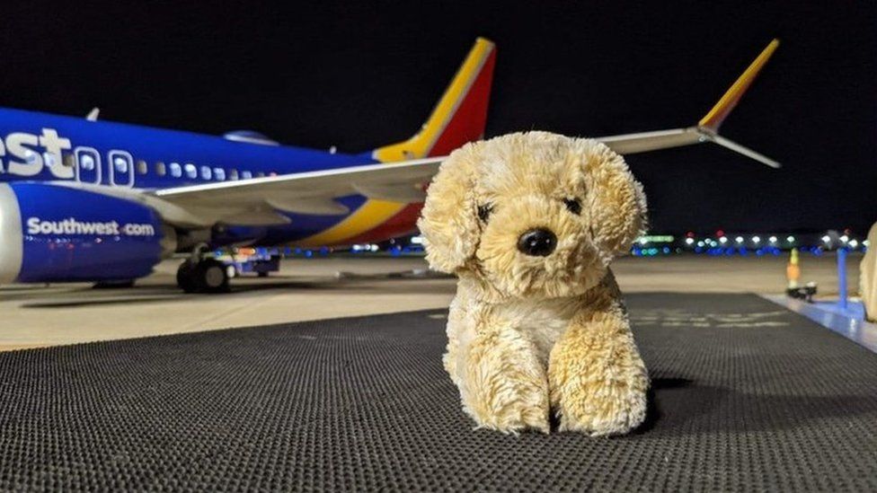 Southwest flying with store dogs