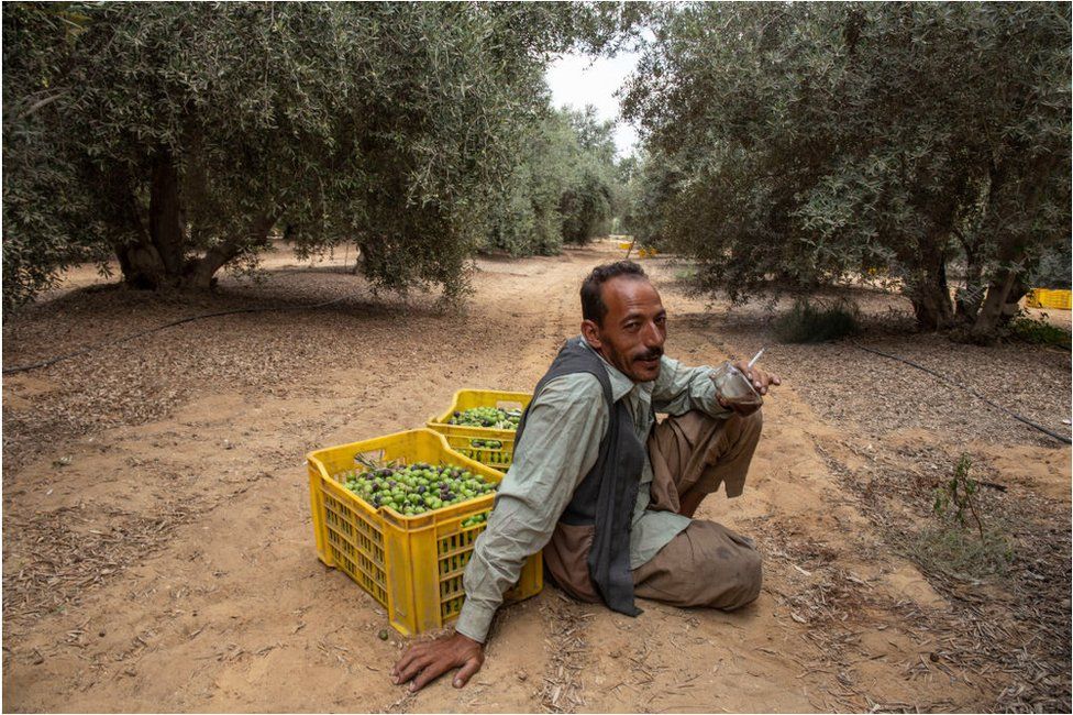 A man sitting on dirt ground with two baskets of green olives behind him. There are green trees in the distance.