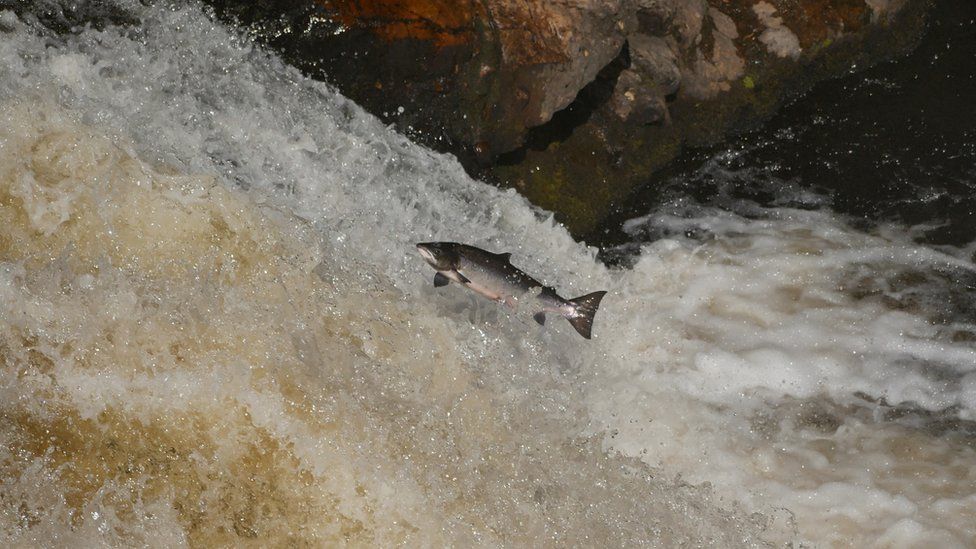 A salmon leaping