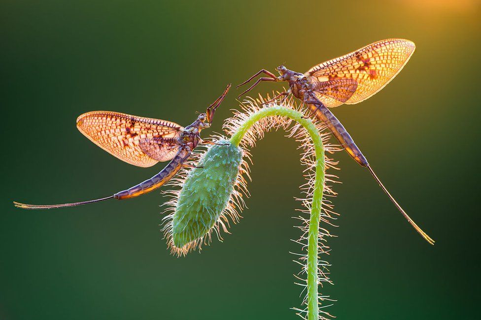 Two mayflies perched on a plant stem