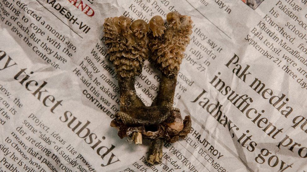 Although illegal, researchers discovered Monitor Lizard genitalia sold as "Hatha Jodi" available for purchase from major online retailers