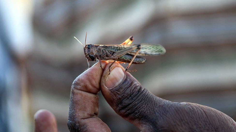 A man holds a live locust