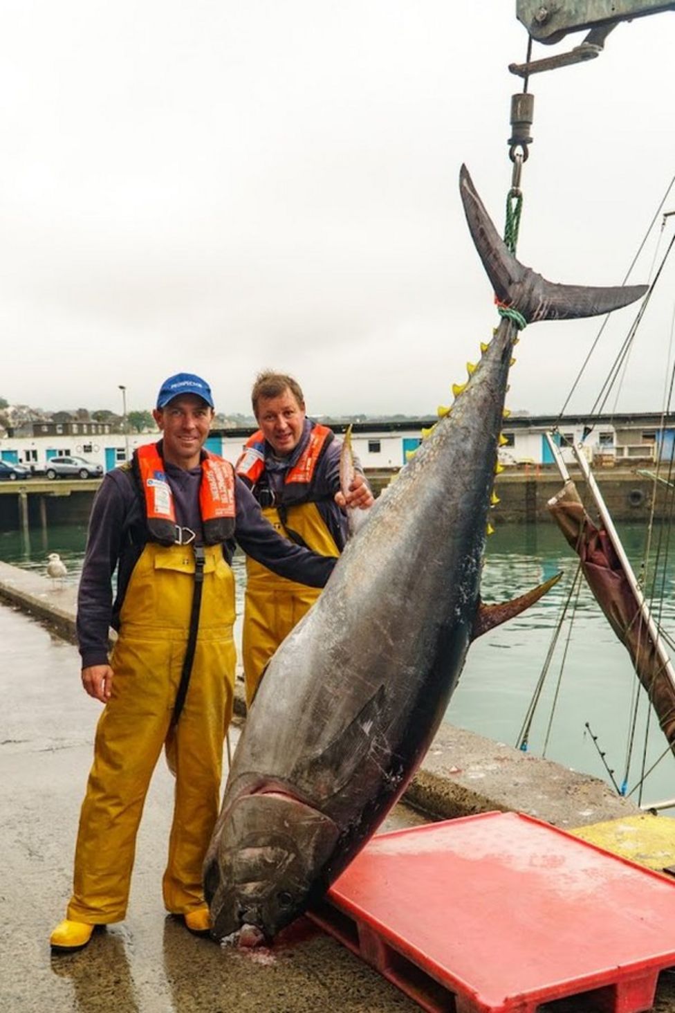 Blue fin tuna being caught and sold under new licences - BBC News