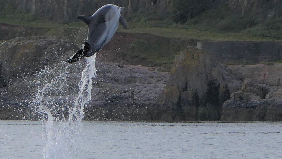 Remarkable pictures captures moment dolphins play in surf off the South  Devon coast - Devon Live