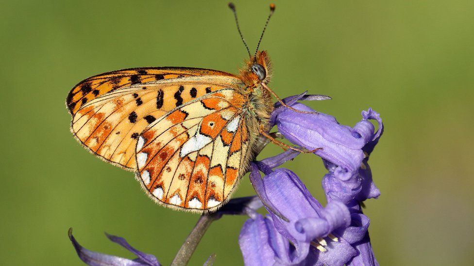 Pearl-bordered Fritillary