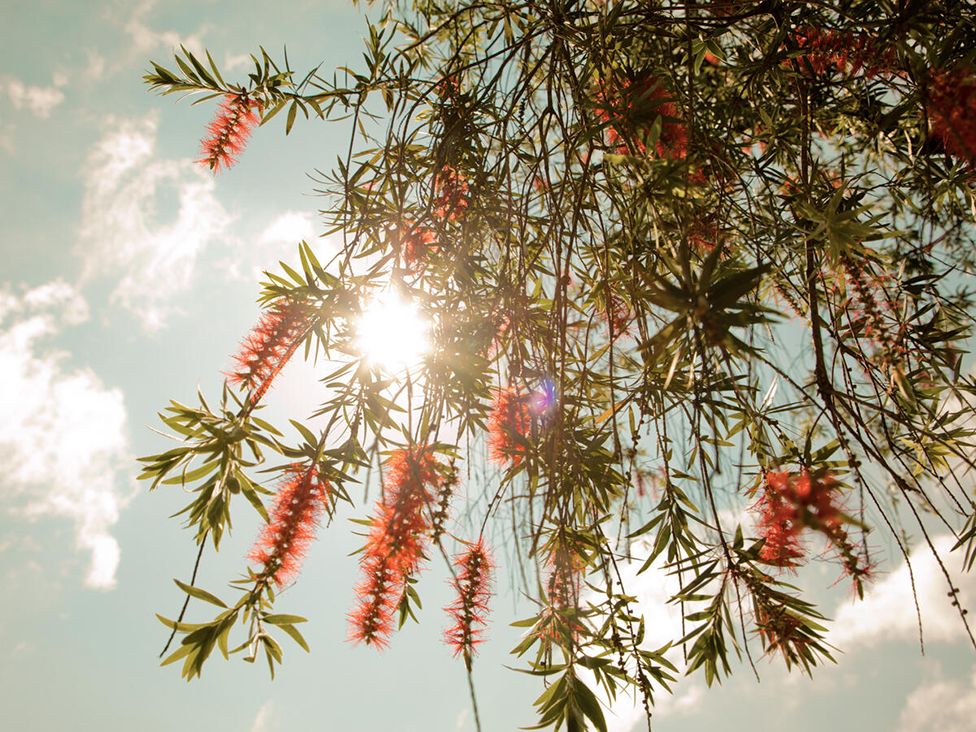 A tree with pink flowers