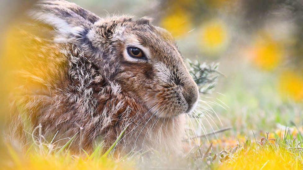 Thomas Easterbrook's photo of a hare
