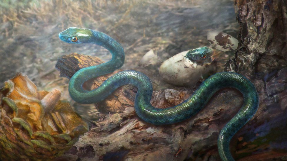What the dawn snake of Myanmar may have looked like