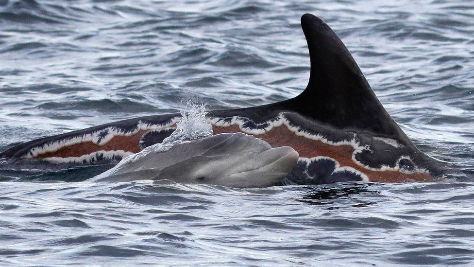 Sunburned dolphin Spirtle and young dolphin