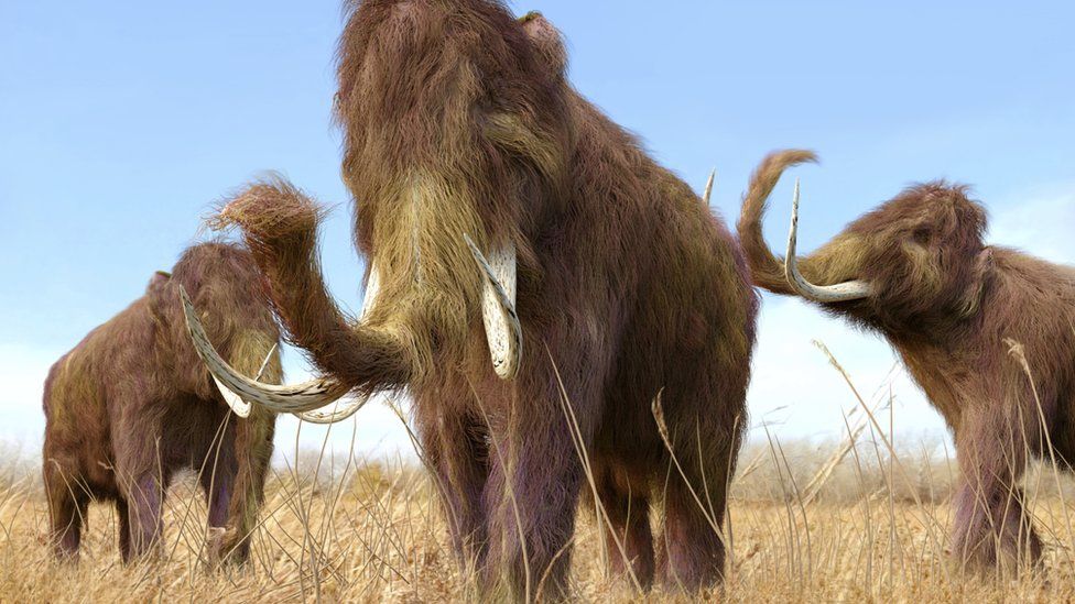 Woolly mammoths