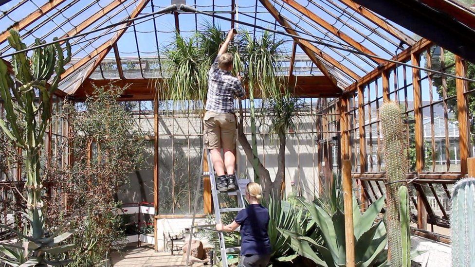 Staff measuring agave plant