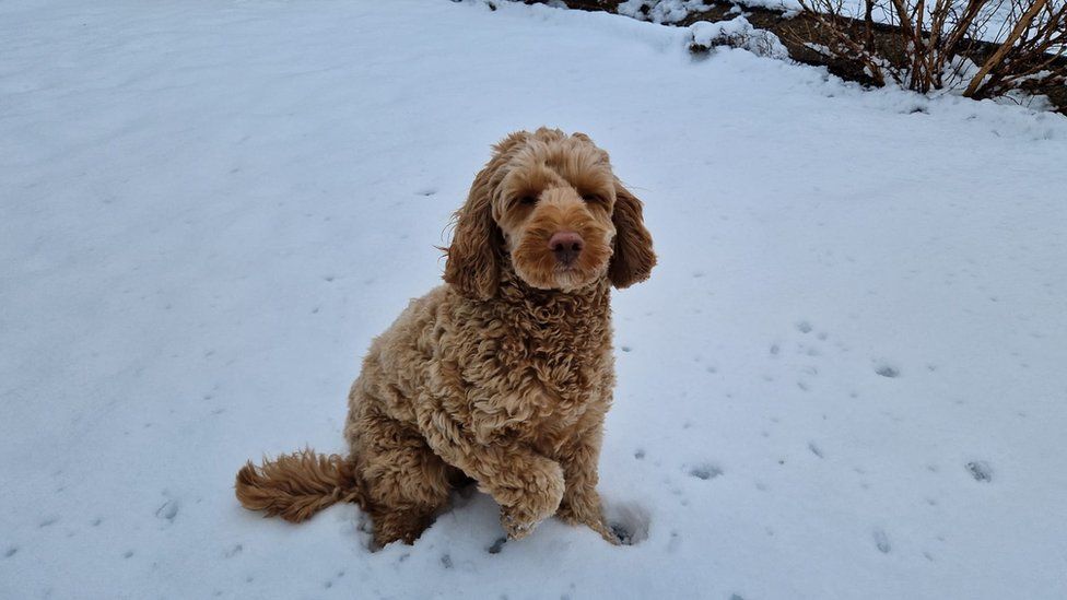 Floki the dog enjoying the snow in Swansea