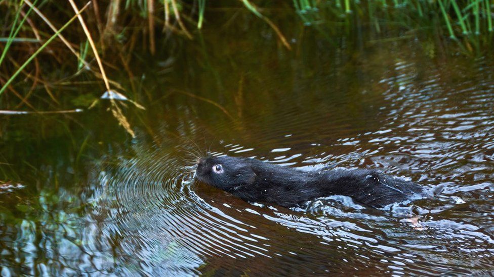 A released water vole swimming