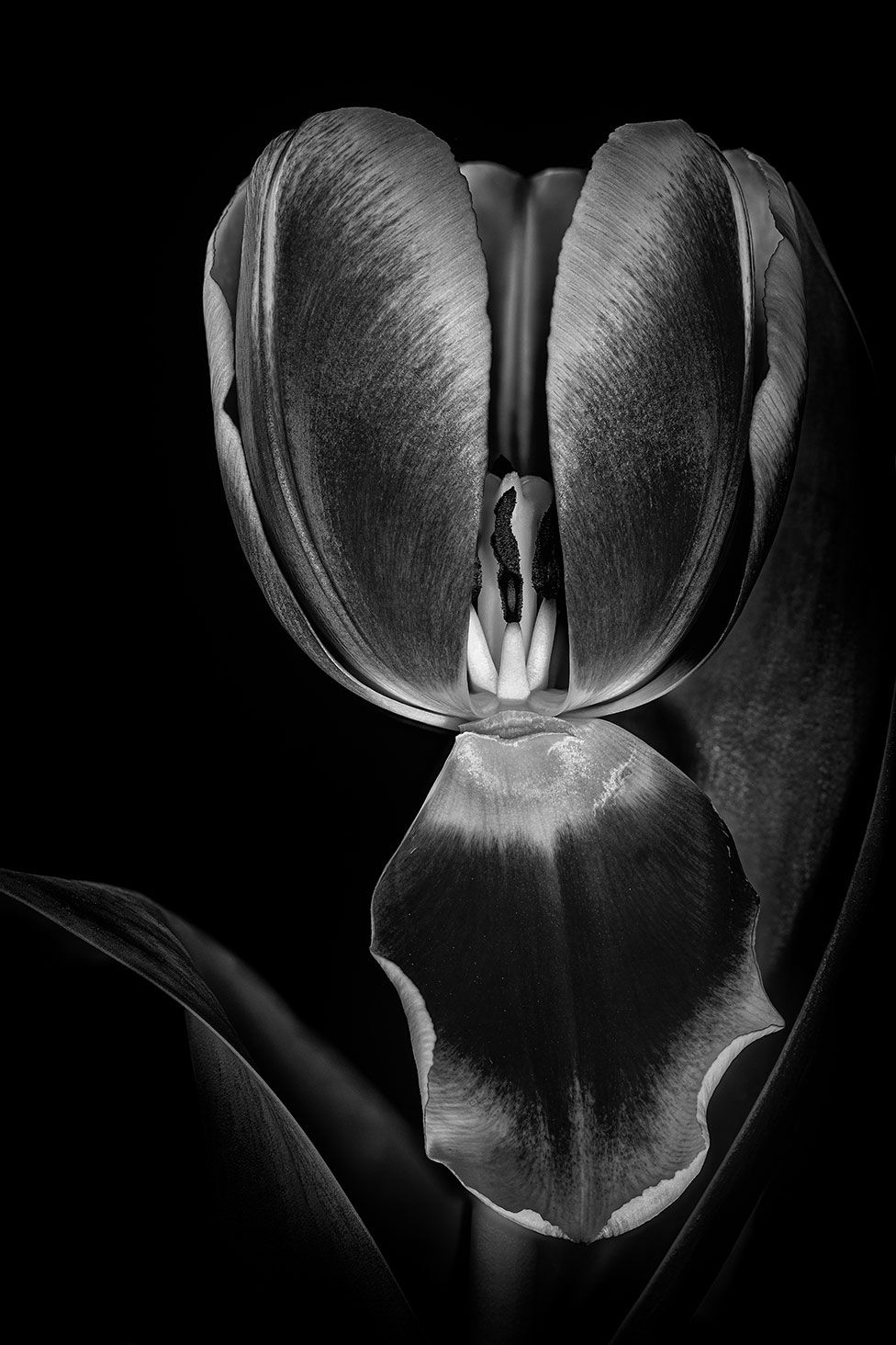 A close up image of a tulip flower