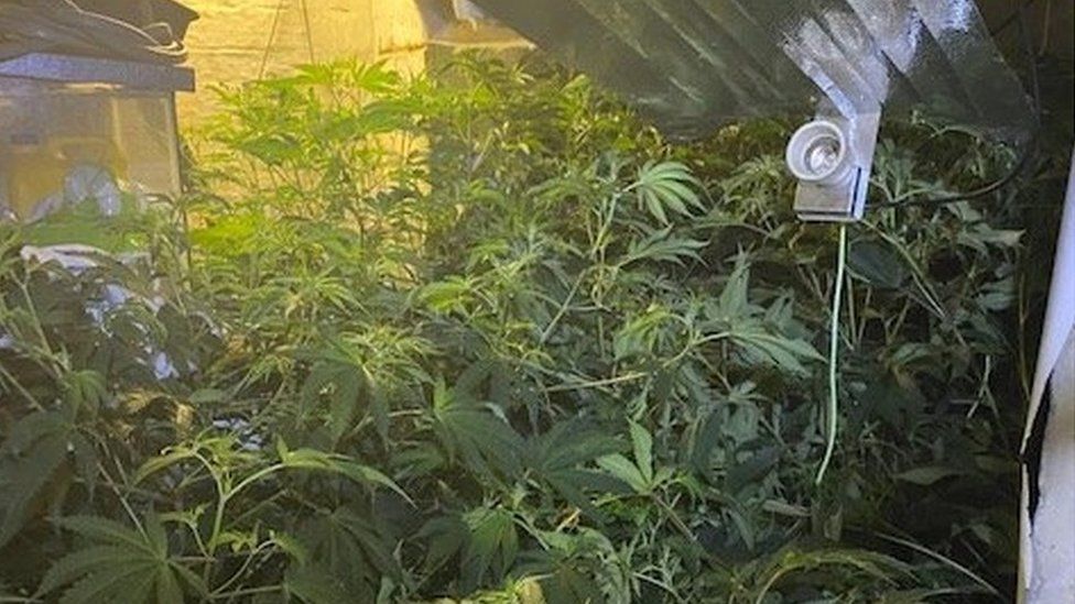 Inside cannabis factory in South Yorkshire
