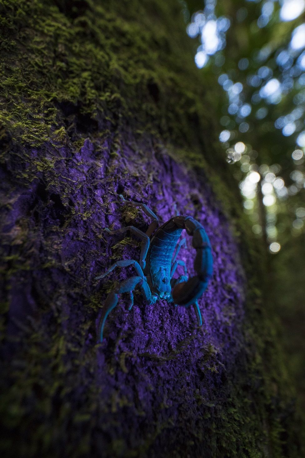 A scorpion under ultra-violet light