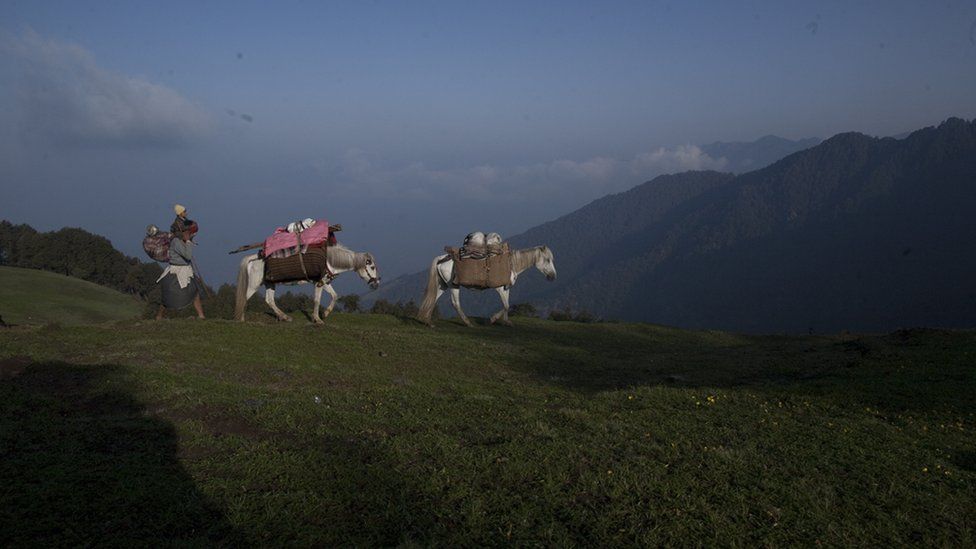 A Van Gujjar woman walks behind two loaded pack horses across the mountains