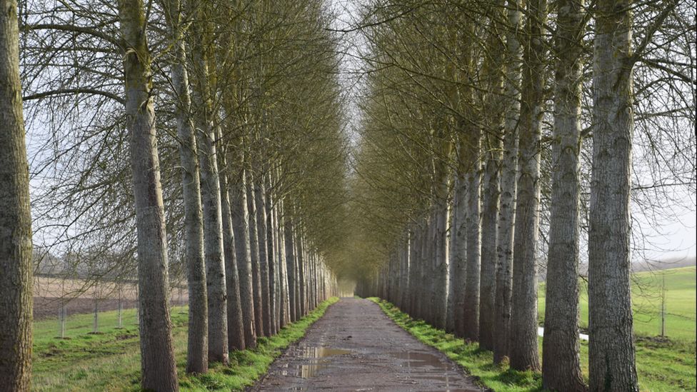 A dramatic tree-lined road in Boxford captured on camera by Weather Watcher Downsman