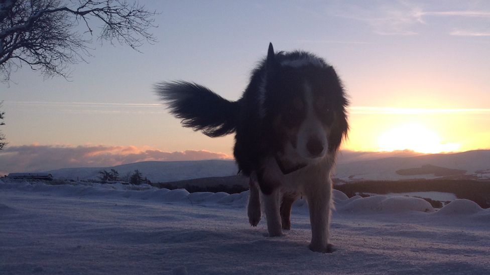 Noah the dog