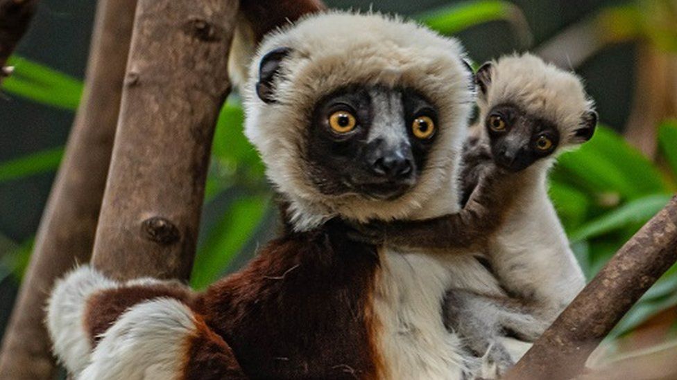 Baby Coquerel's sifaka with its mother