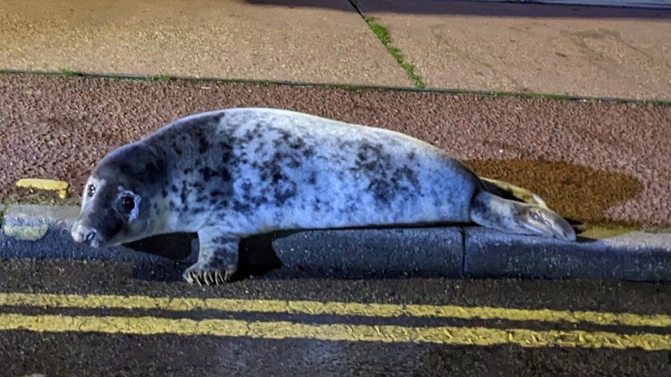 Seal on pavement