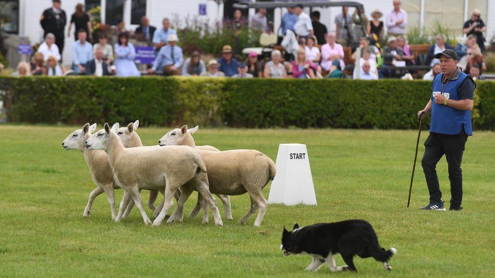 Sheep dog trial
