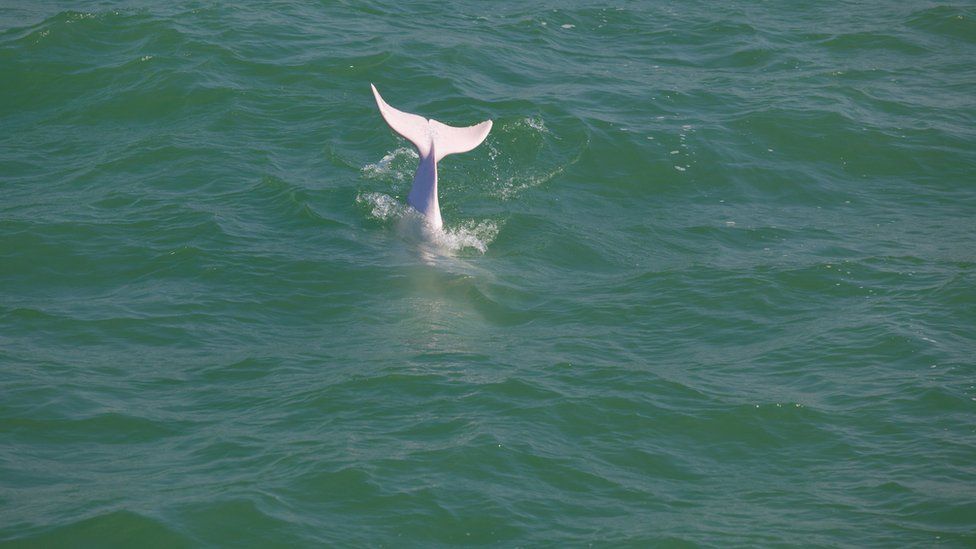 pink-dolphin-tail