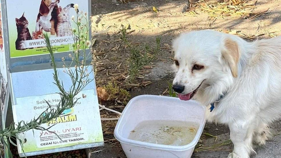 A dog at an animal sanctuary feeding station