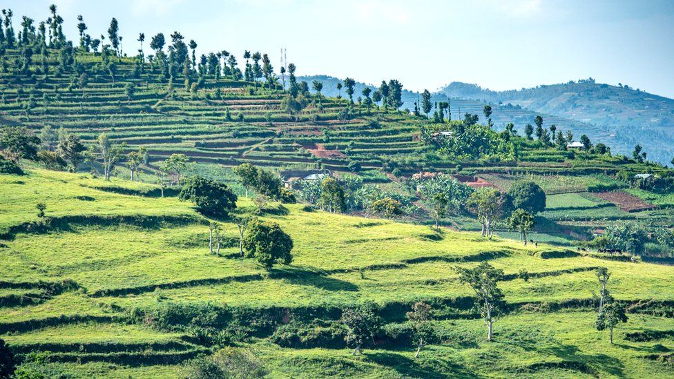 Terraced fields for farming cover the hills of north-west Rwanda