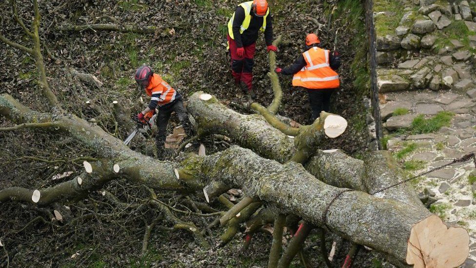 Workers with saws chopping up the tree's branches