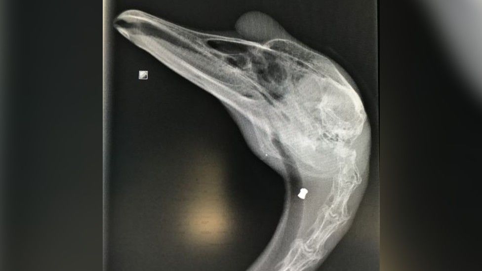 Swan x-ray