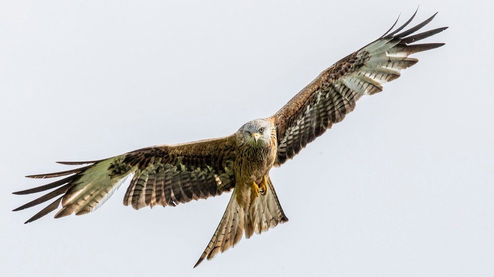 Protected bird of prey shot near Highland town - BBC