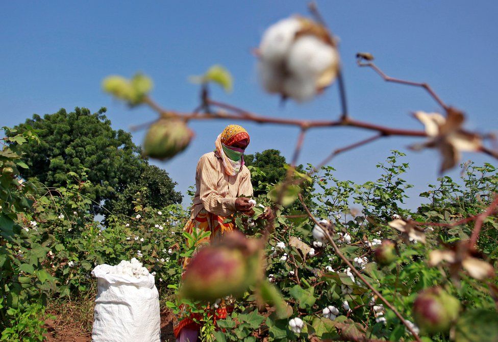 Cotton farm in rural India