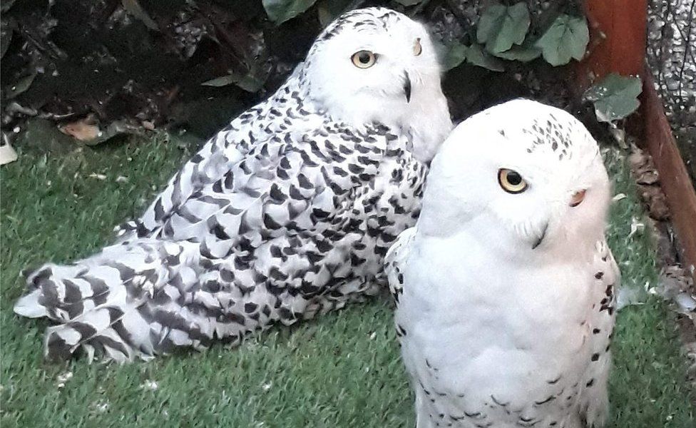 Owls Elsa and Anna