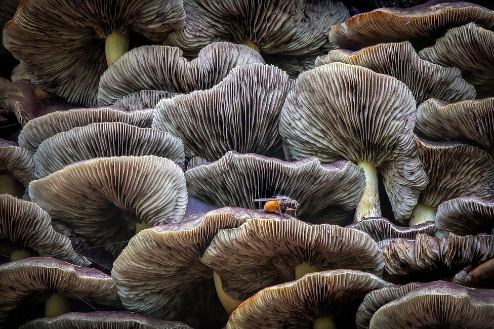 Fungi in Mere Sands Wood Nature Reserve, Lancashire, England, UK