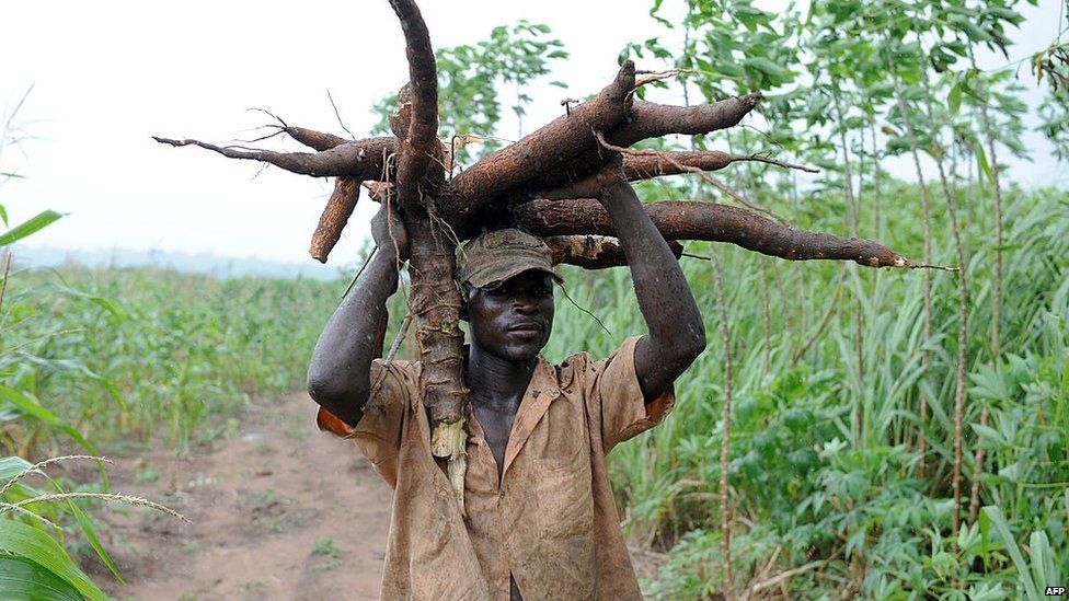 Cassava to the rescue? (picture of cassava with caption)