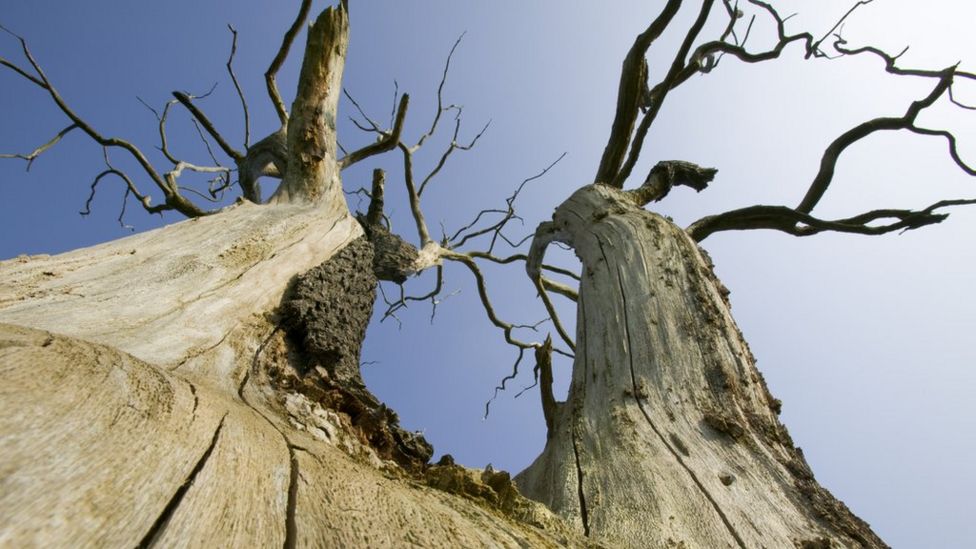 Cleethorpes Trees infected by Dutch elm disease to be felled BBC News