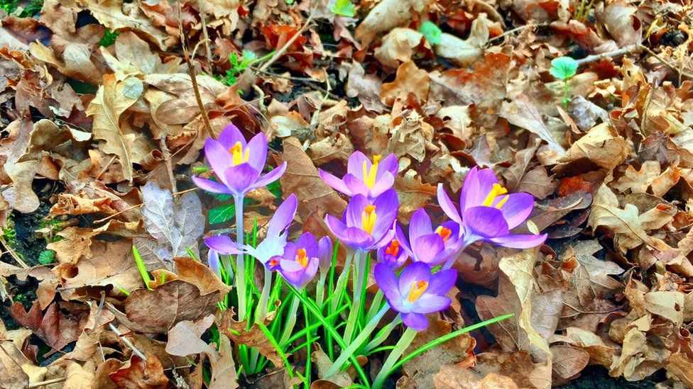 Flowers