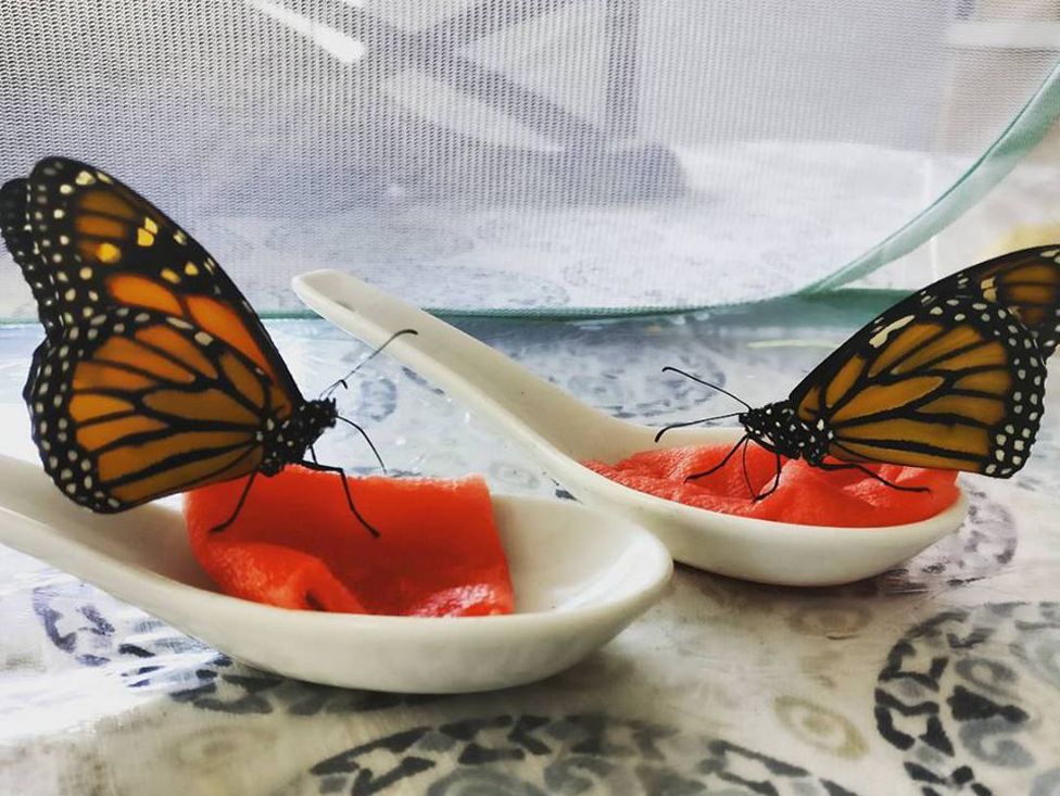 Butterflies eating fruit