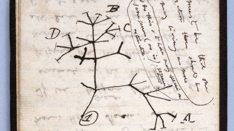 Darwin's Tree of Life sketch is among the missing notes